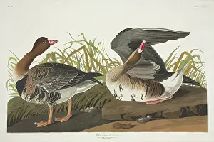 Fronted: Anser albifrons, greater white-fronted goose