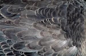 Anseriformes: Anser anser, greylag goose