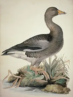 Mottled: Anser anser, greylag goose