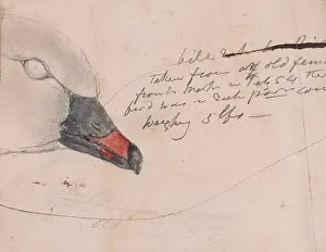 Elphick: Anser brachyhynchus, pink-footed goose
