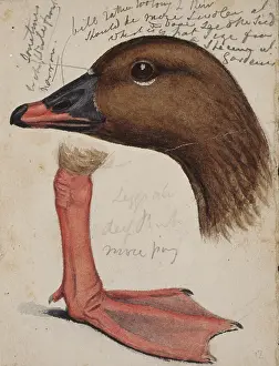 Webbed: Anser brachyrhynchus, pink-footed goose