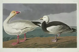 Anser: Anser caerulescens, snow goose