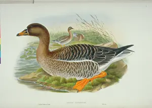 Taiga: Anser fabalis, bean goose