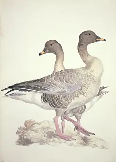 Mottled: Anser fabalis, bean goose