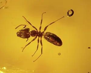 Amber: Ant in amber