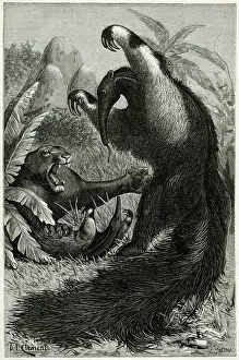 Eater: Ant-eater