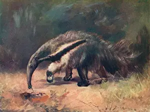 Eater: ANT-EATER/CUTHBERT SWAN