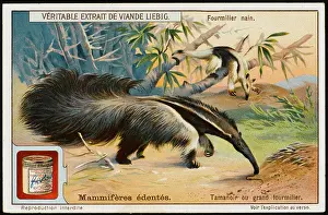 Liebig: ANT-EATER (LIEBIG)
