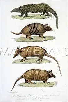 Scaly: ANT-EATER/PANGOLIN C1840