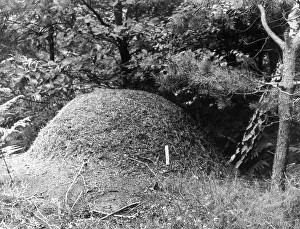 Ants: ANT HILL