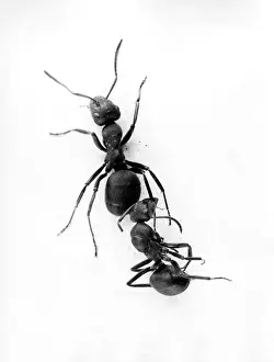 Ants: ANT PULLING ANT