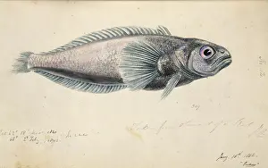 Spiny: Antarctic fish illustration