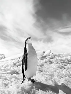 Adelie: Antarctic nature