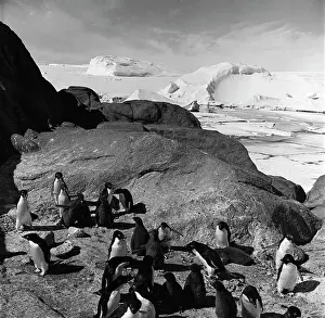 Adelie: Antarctic nature