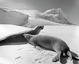 Seals: Antarctic nature