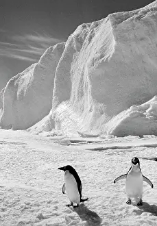 Adelie: Antarctic penguins
