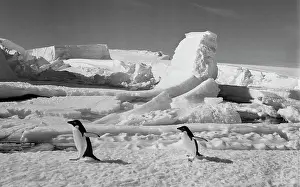 Adelie: Antarctic penguins