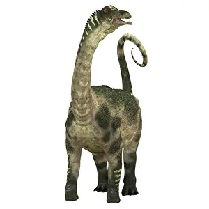 Antarctosaurus: Antarctosaurus dinosaur