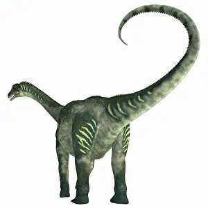 Antarctosaurus: Antarctosaurus dinosaur