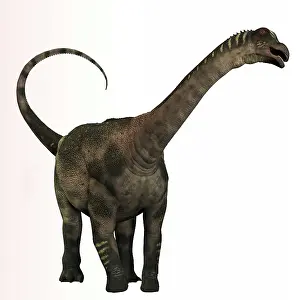 Antarctosaurus: Antarctosaurus dinosaur from the Cretaceous Period