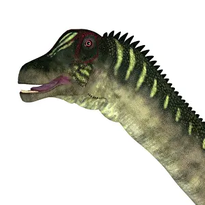 Osteoderm: Antarctosaurus dinosaur head, on white background