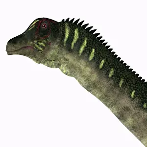 Osteoderm: Antarctosaurus dinosaur head, on white background