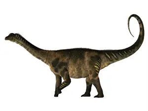 Osteoderm: Antarctosaurus dinosaur, side profile