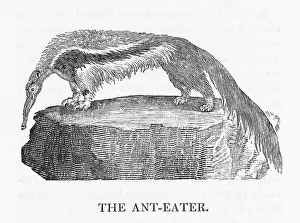 Metre: ANTEATER (BEWICK)