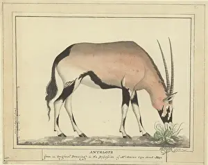Raper: Antelope