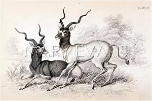 Addax: ANTELOPE/ADDAX/NL
