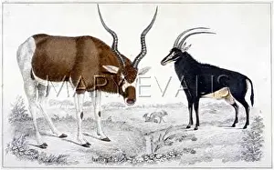 Addax: ANTELOPE/ADDAX & SABLE