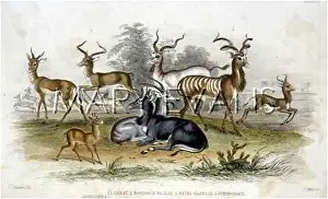 Springbok: ANTELOPE/GROUP/STEWART
