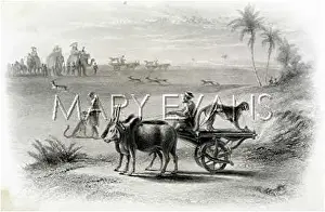 Cheetahs: ANTELOPE HUNT INDIA
