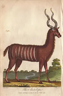 Melampus: Antelope or impala, Aepyceros melampus