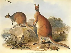 Crouched: Antelope Kangaroo, Macropus antilopinus