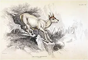 Klipspringer: ANTELOPE/KLIPSPRINGER/NL