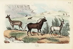 Connochaetes: Antelope species