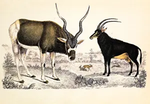 Sable: Antelopes