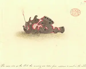Frogfish: Antennarius pictus, painted frogfish