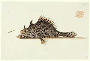 Frogfish: Antennarius striatus, striped anglerfish