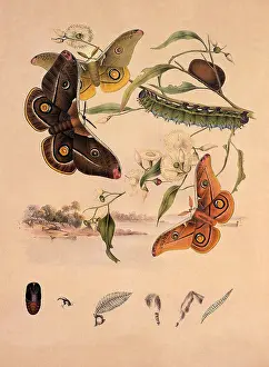 Feeds: Anthaera Eucalypti