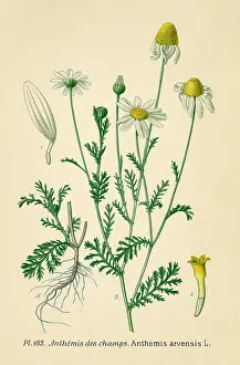 Anthemis: ANTHEMIS ARVENSIS