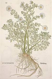 Chamomile: Anthemis cotula, mayweed chamomile