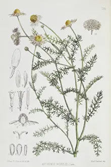 Bentley: Anthemis nobilis, chamomile