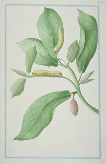 1722 C: Antheraea sp. Emperor moth caterpillars