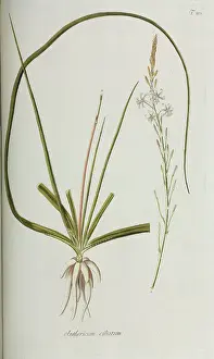 Nicolaus: Anthericum ciliatum
