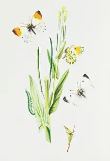 Cardamines: Anthocharis cardamines, orange tip