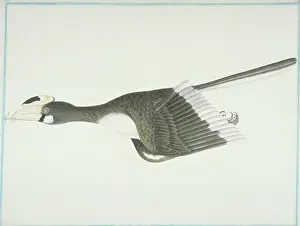 Gideon: Anthracoceros albirostris convexus, Oriental pied hornbill