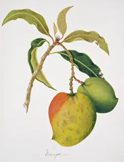 Trochilidae: Anthracothorax sp. mango