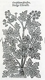 Chervil: ANTHRISCUS SYLVESTRE